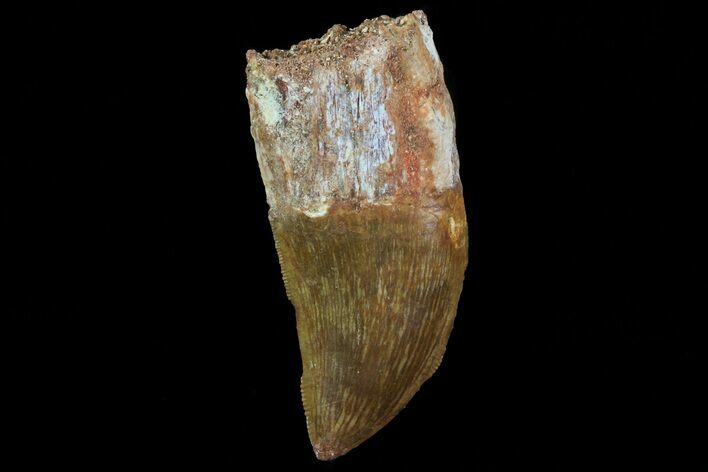 Bargain, Carcharodontosaurus Tooth - Real Dino Tooth #71186